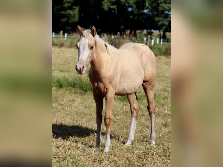 American Quarter Horse Mare Foal (04/2025) 14,3 hh Palomino in Stade