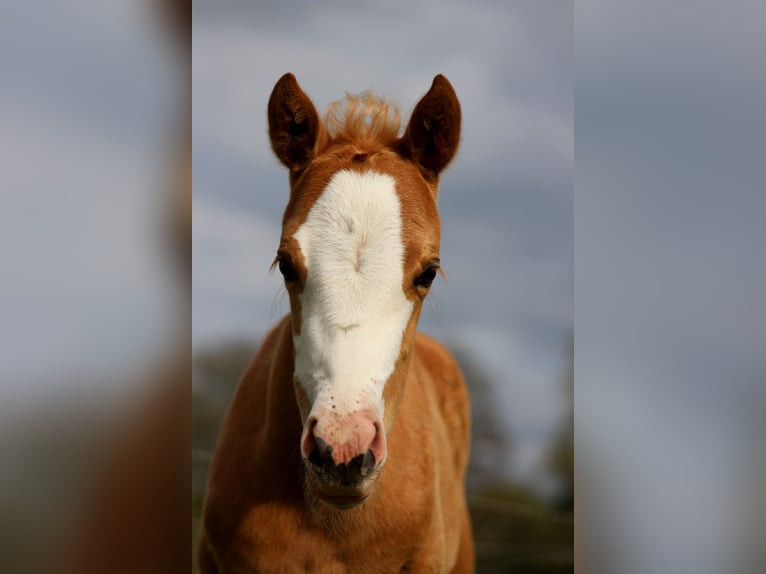 American Quarter Horse Mare  14,3 hh Palomino in Stade