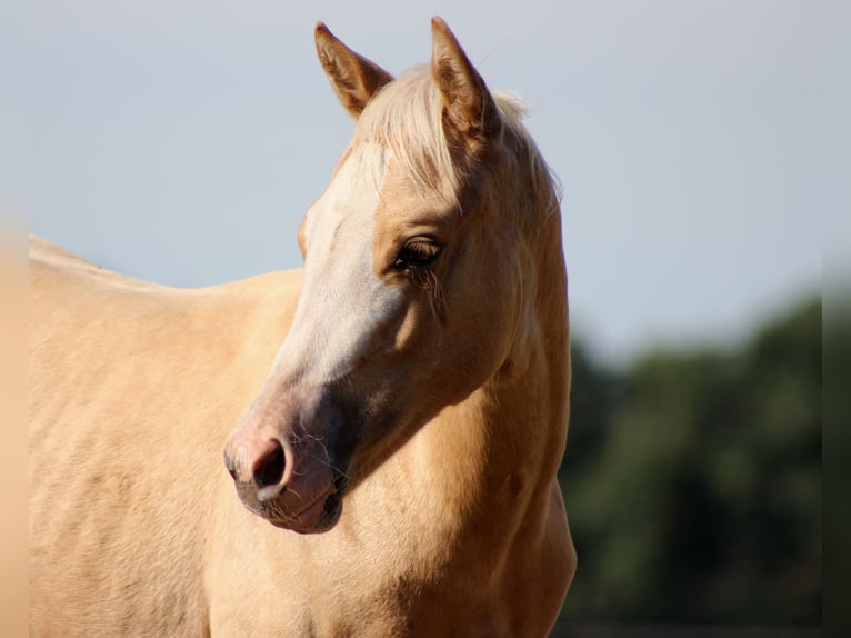 American Quarter Horse Mare Foal (04/2025) 14,3 hh Palomino in Stade