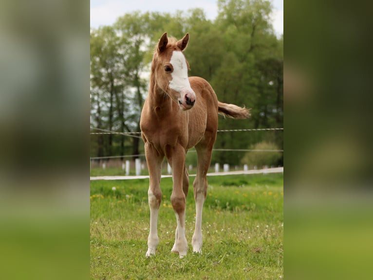 American Quarter Horse Mare  14,3 hh Palomino in Stade