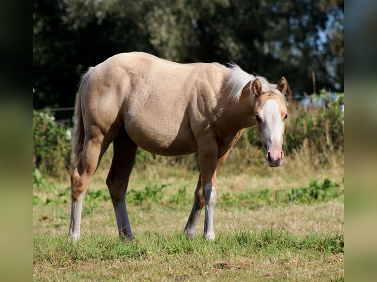 American Quarter Horse Mare Foal (04/2025) 14,3 hh Palomino in Stade