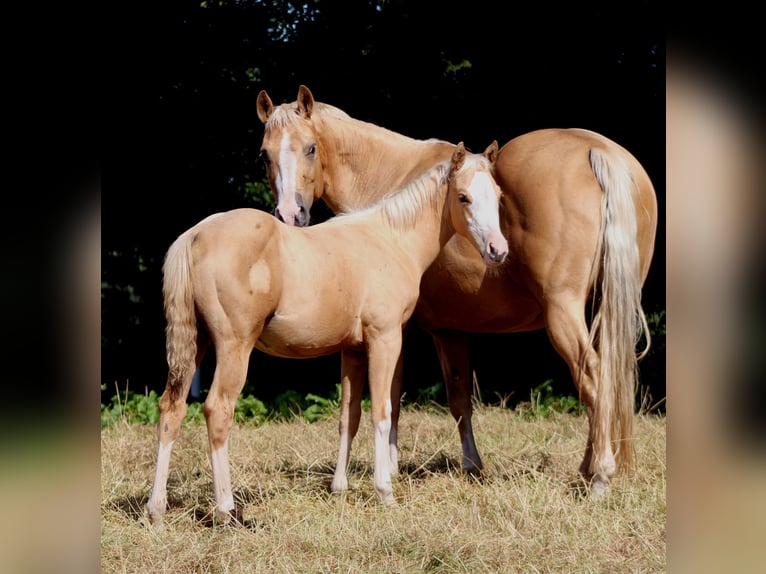 American Quarter Horse Mare Foal (04/2025) 14,3 hh Palomino in Stade