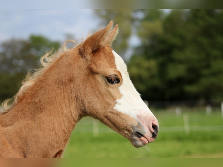 American Quarter Horse Mare  14,3 hh Palomino in Stade