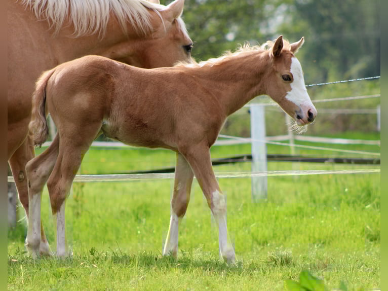 American Quarter Horse Mare  14,3 hh Palomino in Stade