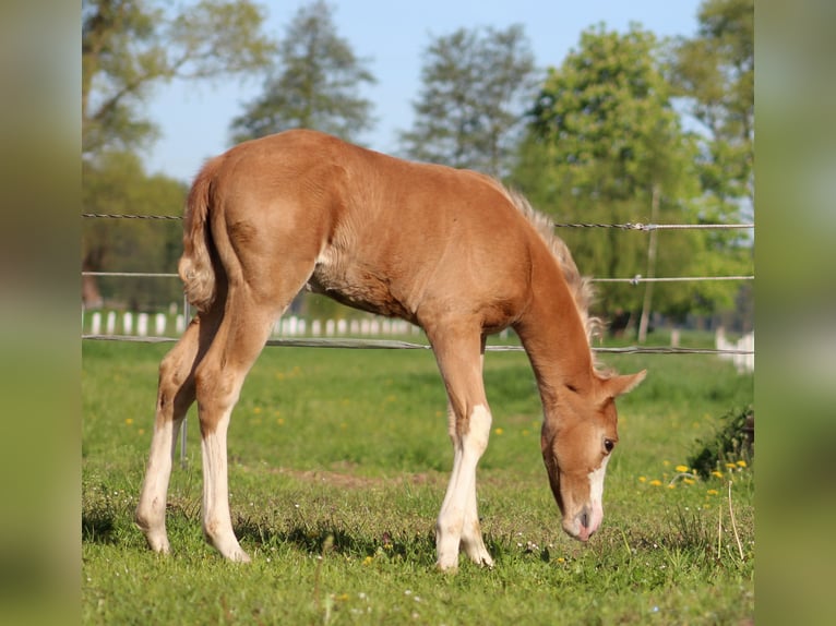 American Quarter Horse Mare  14,3 hh Palomino in Stade