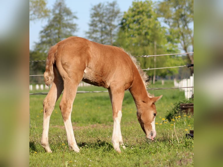 American Quarter Horse Mare  14,3 hh Palomino in Stade