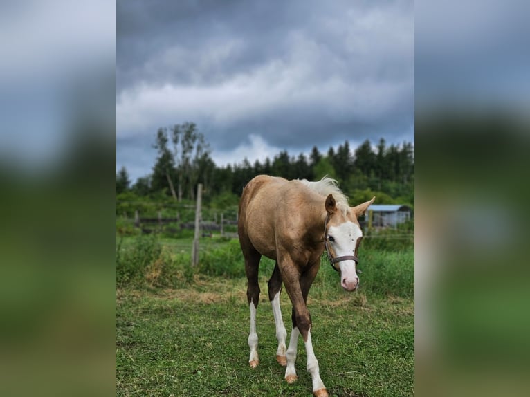 American Quarter Horse Mare Foal (03/2025) 14,3 hh Palomino in Halfing