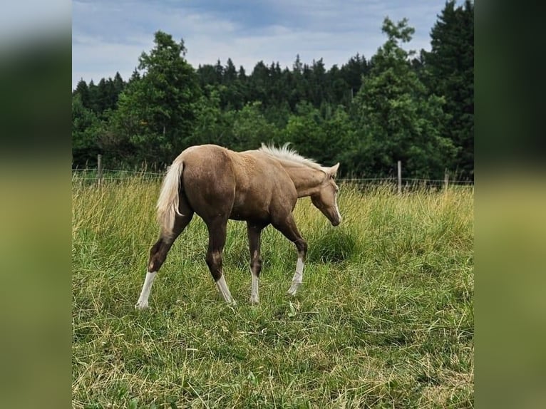 American Quarter Horse Mare  14,3 hh Palomino in Halfing