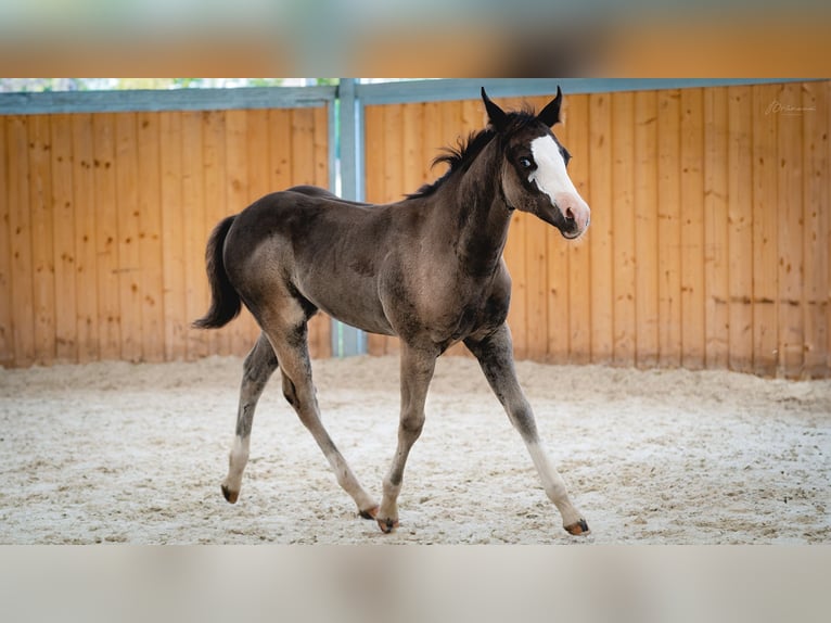 American Quarter Horse Mare Foal (05/2024) 15,1 hh Black in Ústí nad Labem