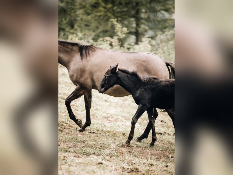 American Quarter Horse Mare Foal (05/2024) 15,1 hh Black in Mörel-Filet