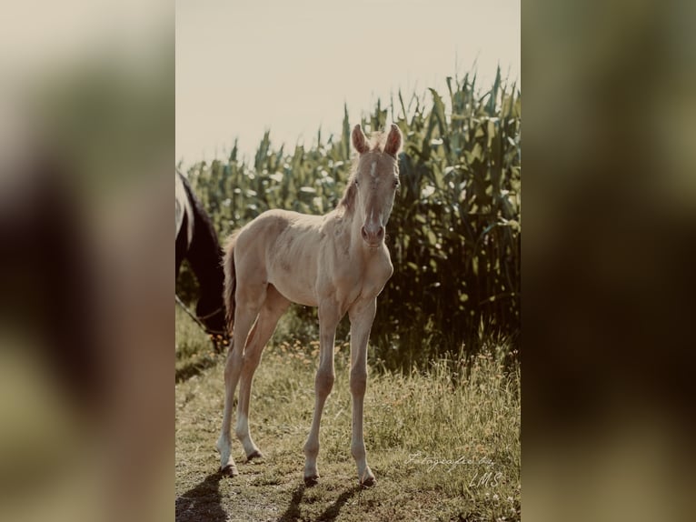 American Quarter Horse Mare Foal (06/2024) 15,1 hh Champagne in Himmelkron