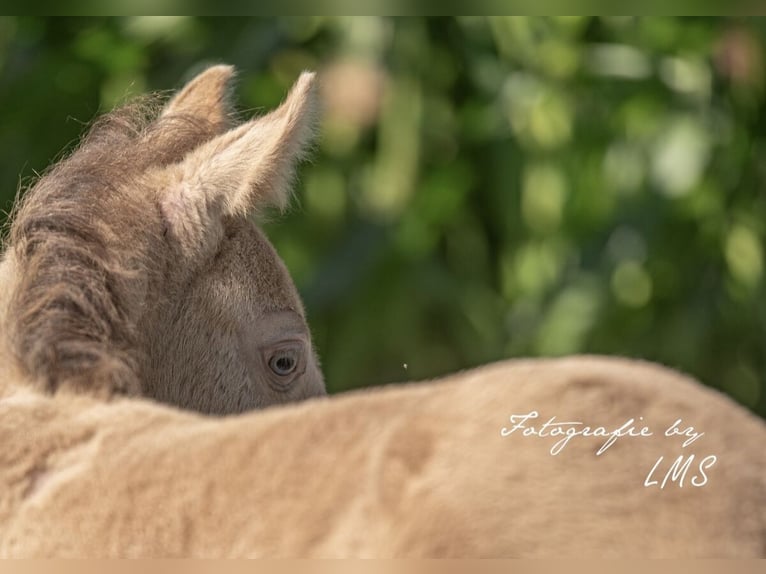 American Quarter Horse Mare Foal (06/2024) 15,1 hh Champagne in Himmelkron