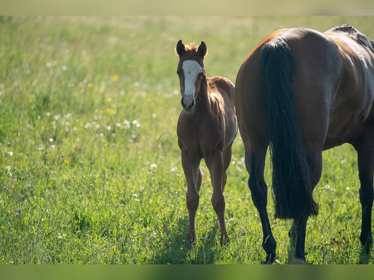 American Quarter Horse Mare Foal (04/2026) 15.1 hh Chestnut-Red in Eschenau