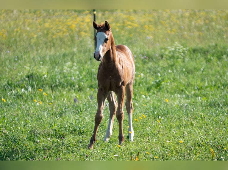 American Quarter Horse Mare Foal (04/2026) 15.1 hh Chestnut-Red in Eschenau