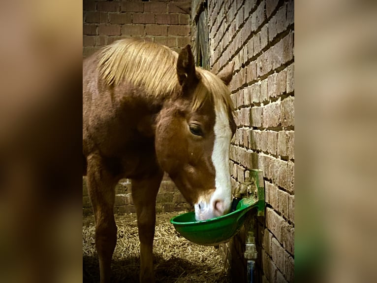 American Quarter Horse Mare  15,1 hh Chestnut-Red in Lübbecke