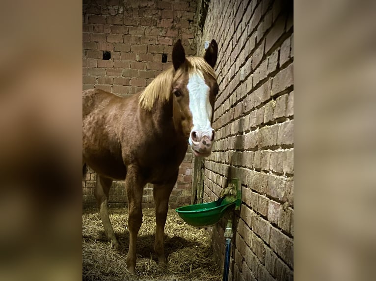 American Quarter Horse Mare  15,1 hh Chestnut-Red in Lübbecke