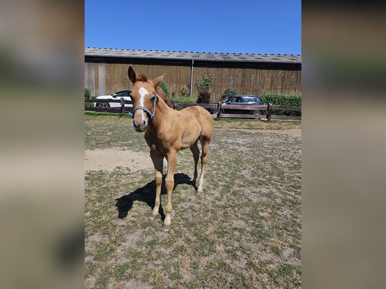 American Quarter Horse Mare Foal (04/2026) 15.1 hh Chestnut-Red in Bergkamen