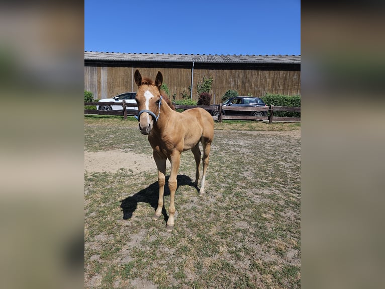 American Quarter Horse Mare Foal (04/2026) 15.1 hh Chestnut-Red in Bergkamen