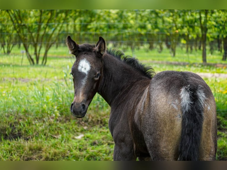 American Quarter Horse Mare Foal (06/2026) 15.2 hh Brown Falb mold in Bad Zwischenahn