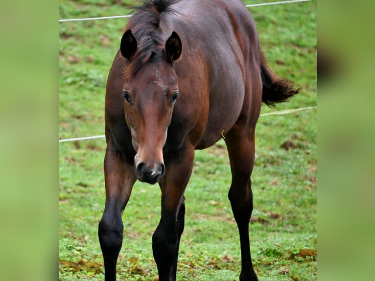 American Quarter Horse Mare  15,2 hh Brown in Pranzing