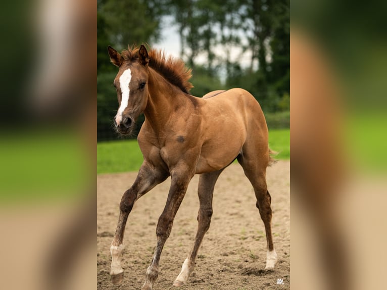 American Quarter Horse Mare Foal (04/2024) 15,2 hh Red Dun in Kehl