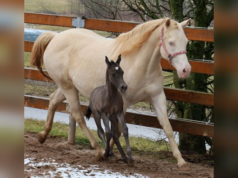 American Quarter Horse Mare  15 hh Black in Schlammersdorf-Moos