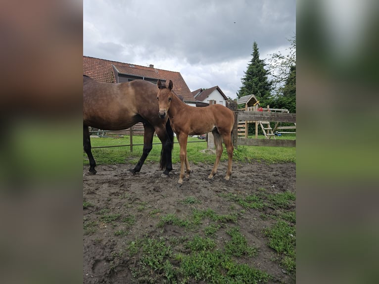 American Quarter Horse Mix Mare Foal (05/2026) 15 hh Brown in Bergkamen