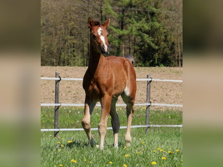 American Quarter Horse Mare Foal (03/2024) 15 hh Brown in Schlammersdorf