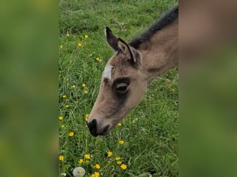 American Quarter Horse Mare  15 hh Buckskin in Halfing