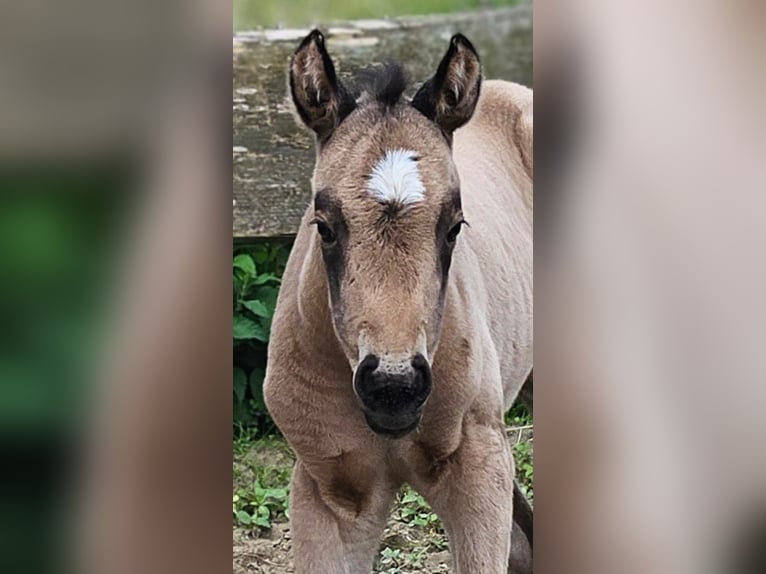 American Quarter Horse Mare  15 hh Buckskin in Halfing