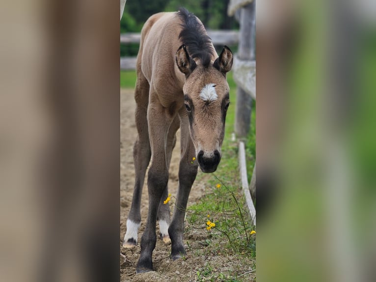 American Quarter Horse Mare  15 hh Buckskin in Halfing