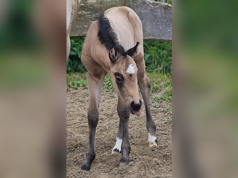 American Quarter Horse Mare  15 hh Buckskin in Halfing