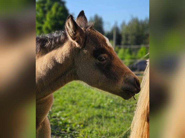American Quarter Horse Mare  15 hh Buckskin in Halfing