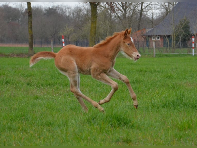 American Quarter Horse Mare Foal (03/2024) 15 hh Champagne in Nordhorn