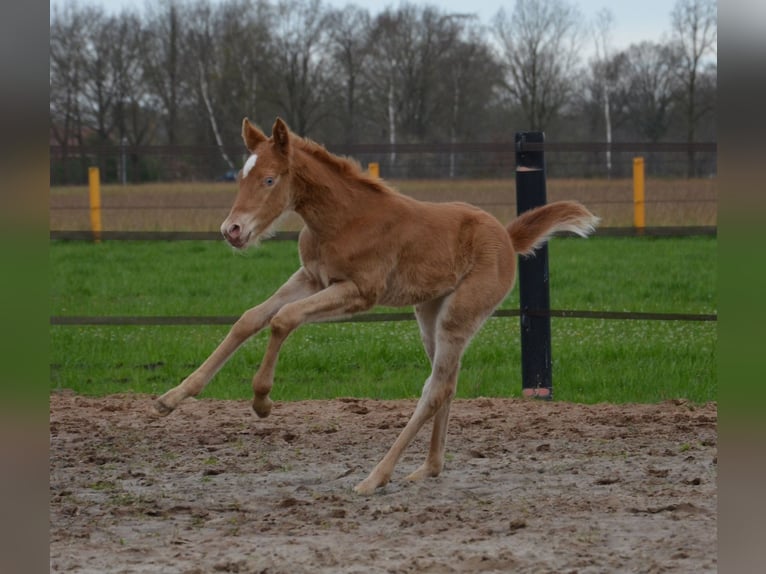 American Quarter Horse Mare Foal (03/2024) 15 hh Champagne in Nordhorn