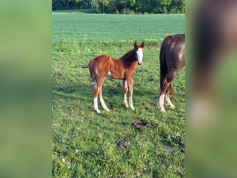 American Quarter Horse Mare  15 hh Chestnut-Red in Daleiden