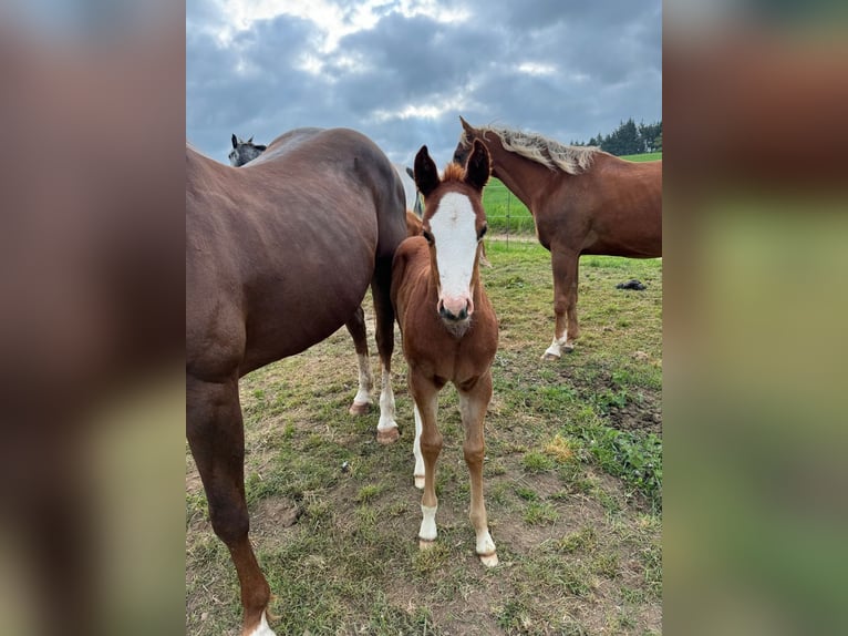 American Quarter Horse Mare  15 hh Chestnut-Red in Daleiden