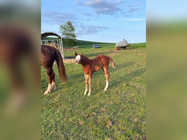 American Quarter Horse Mare  15 hh Chestnut-Red in Daleiden