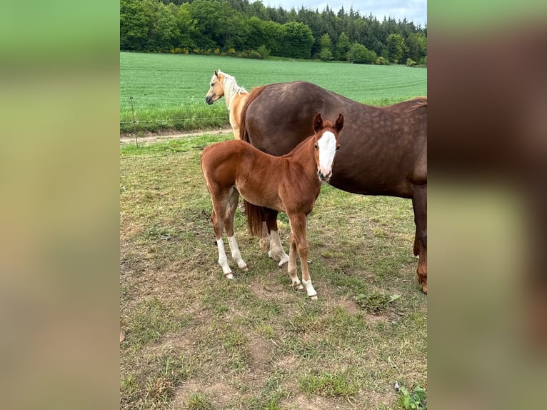 American Quarter Horse Mare  15 hh Chestnut-Red in Daleiden