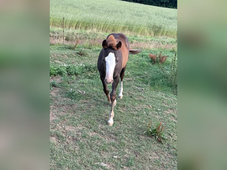 American Quarter Horse Mare Foal (04/2025) 15 hh Chestnut-Red in Daleiden
