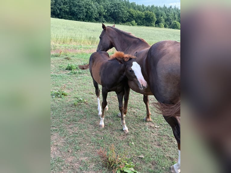 American Quarter Horse Mare Foal (04/2025) 15 hh Chestnut-Red in Daleiden
