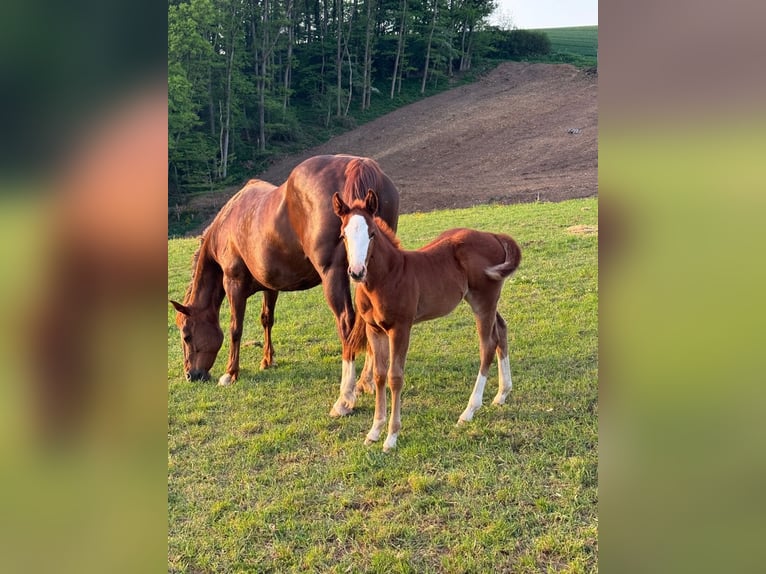 American Quarter Horse Mare  15 hh Chestnut-Red in Daleiden