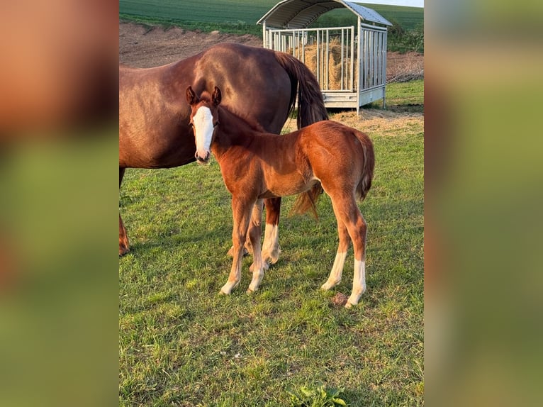 American Quarter Horse Mare  15 hh Chestnut-Red in Daleiden