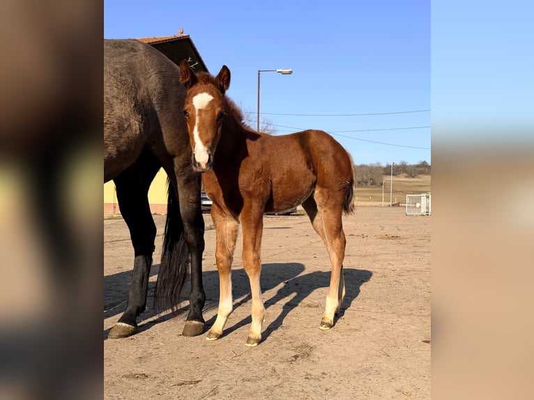 American Quarter Horse Mare Foal (01/2026) 15 hh Chestnut in Usti nad Labem