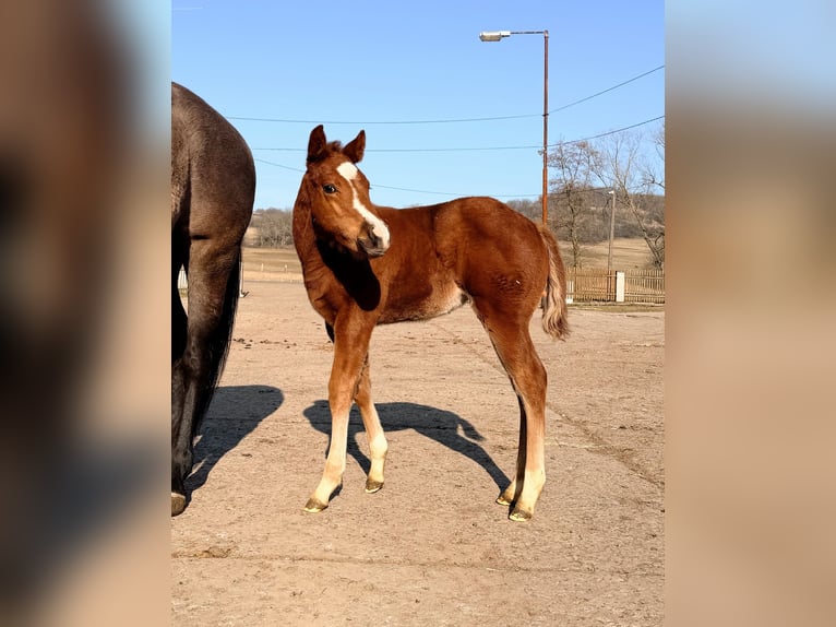 American Quarter Horse Mare Foal (01/2026) 15 hh Chestnut in Usti nad Labem