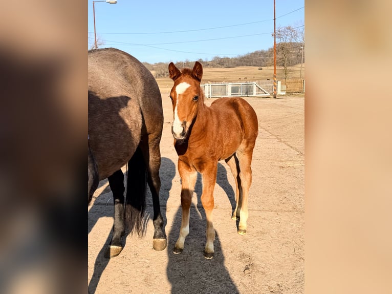 American Quarter Horse Mare Foal (01/2026) 15 hh Chestnut in Usti nad Labem