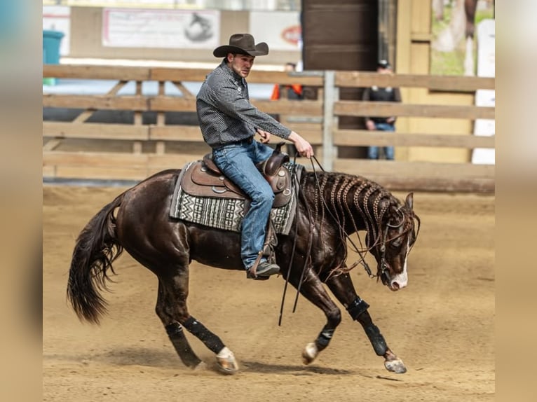 American Quarter Horse Mare Foal (01/2026) 15 hh Chestnut in Usti nad Labem