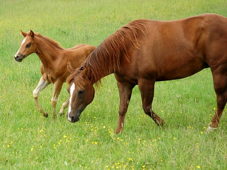 American Quarter Horse Mare Foal (04/2024) 15 hh Chestnut in Kaufbeuren