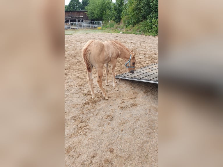American Quarter Horse Mare Foal (06/2025) 15 hh Red Dun in Wenden