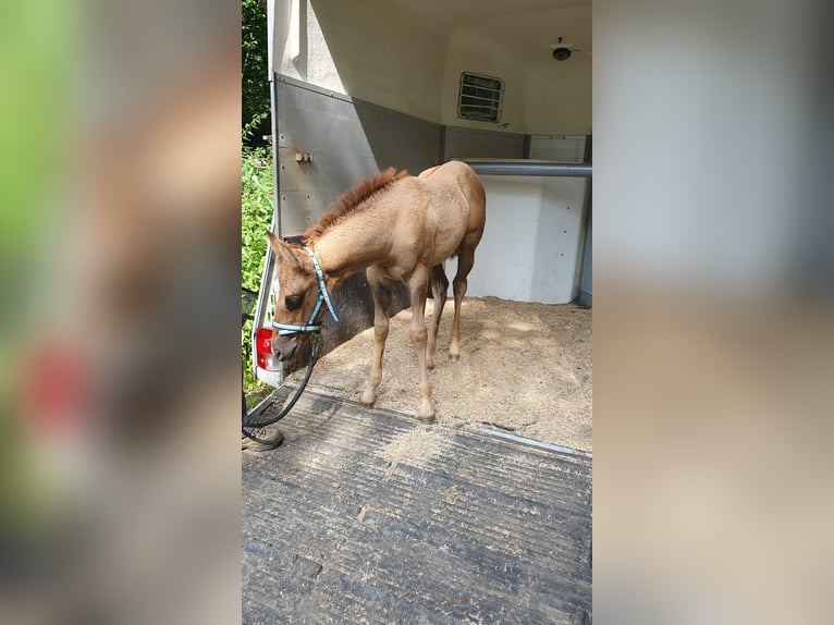 American Quarter Horse Mare Foal (06/2025) 15 hh Red Dun in Wenden